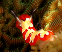 Dive Lembeh Strait - The best diving of Macro life